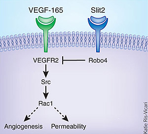 Патологический ангиогенез можно предотвратить путем дублирования сигнального пути, активируемого фактором Slit2, который в норме отвечает за подавление роста капилляров и уменьшение проницаемости их стенок.