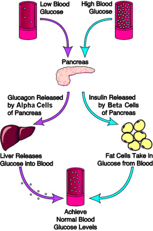 insulin-vs-glukagon