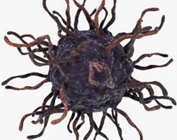 13-virus-koksaki